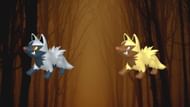 Regular and shiny Poochyena (Image via TPC)